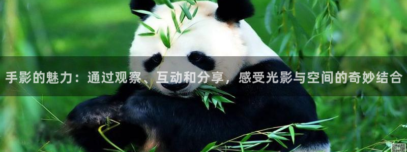 小小影视免费观看在线播放：手影的魅力：通过观察、互动和分享，感受光影与空间的奇妙结合